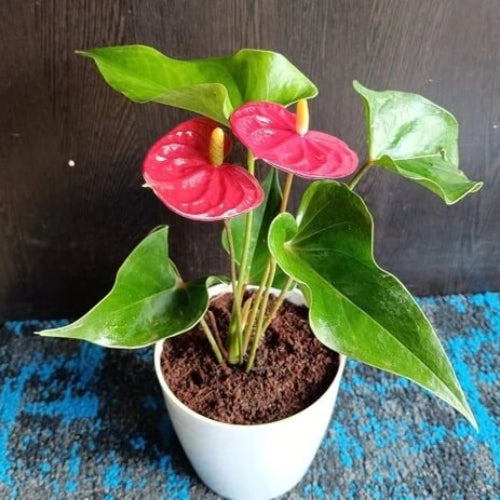 Mix Anthurium Seeds - Flower Plant