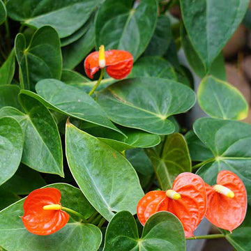 Mix Anthurium Seeds - Flower Plant