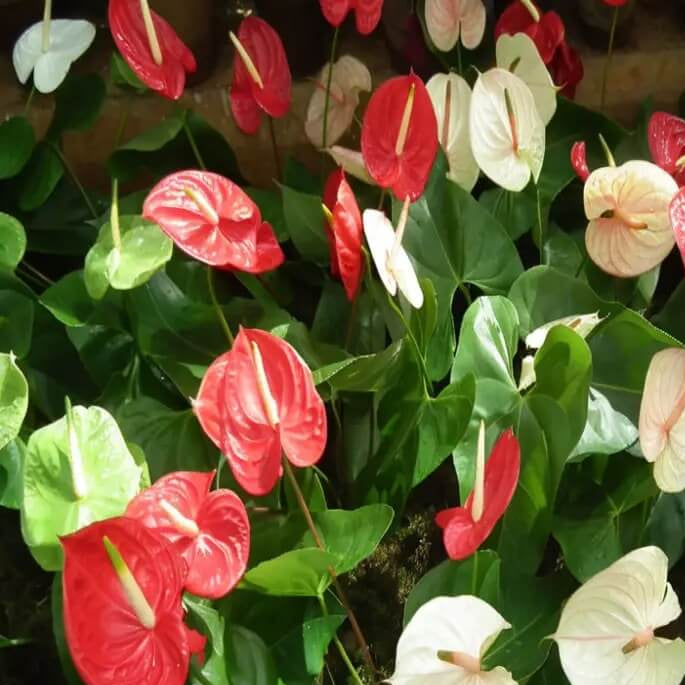 Mix Anthurium Seeds - Flower Plant