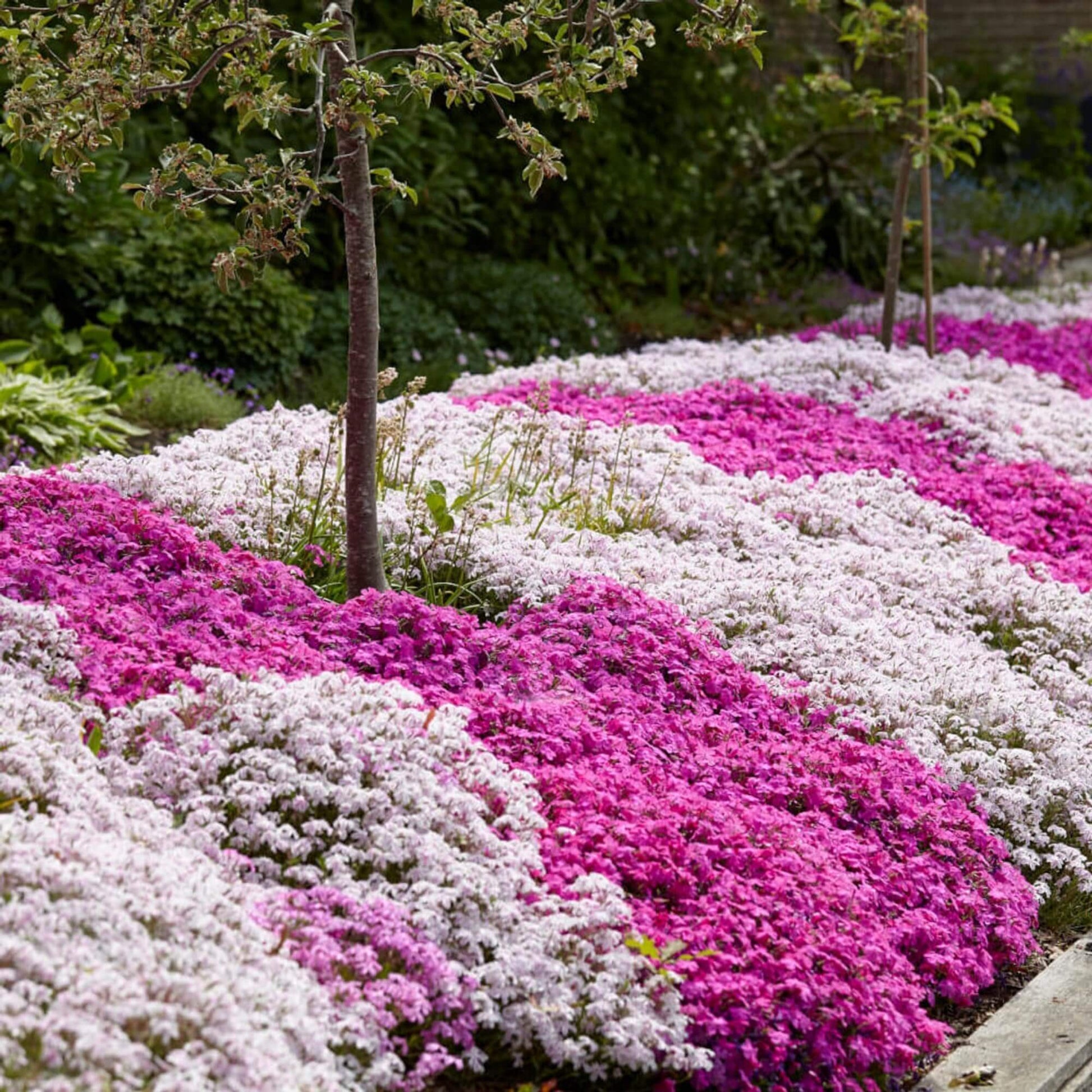 Mix Creeping Thyme Seeds - Flower Plant
