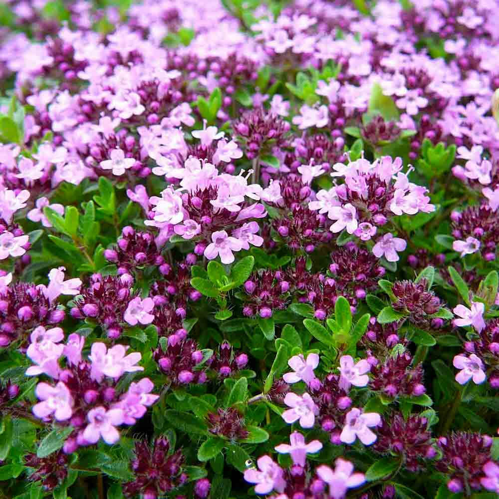 Mix Creeping Thyme Seeds - Flower Plant