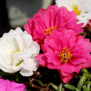Mix Double Moss Rose Seeds - Flower Plant