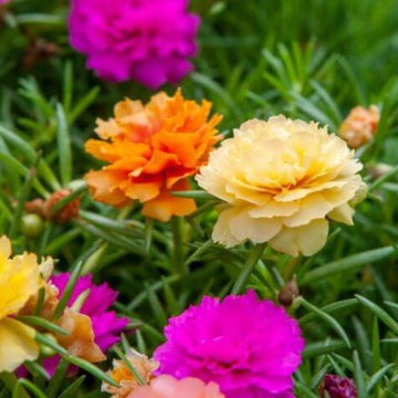 Mix Double Moss Rose Seeds - Flower Plant