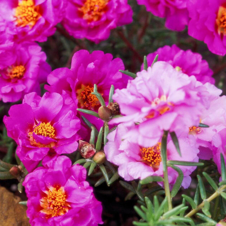 Mix Double Moss Rose Seeds - Flower Plant