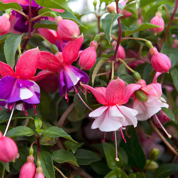 Mix Lantern Fuchsia seeds