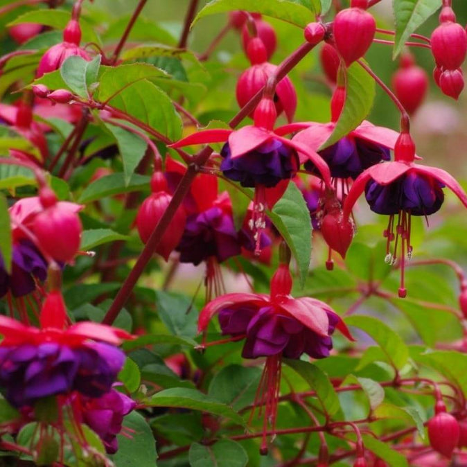 Mix Lantern Fuchsia seeds