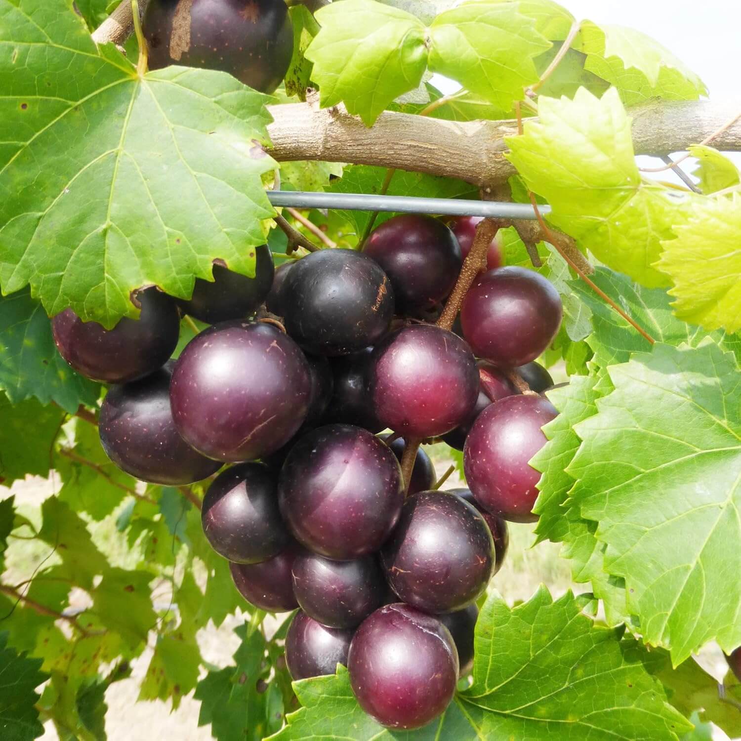 Mix Muscadine Grape Seeds - Fruit Plant