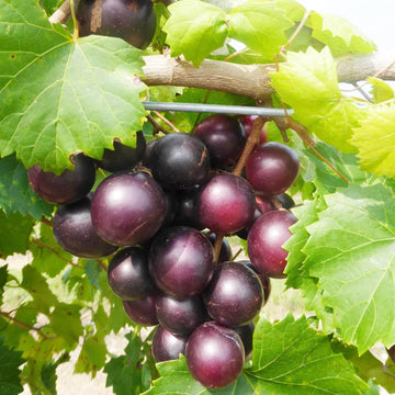 Mix Muscadine Grape Seeds - Fruit Plant