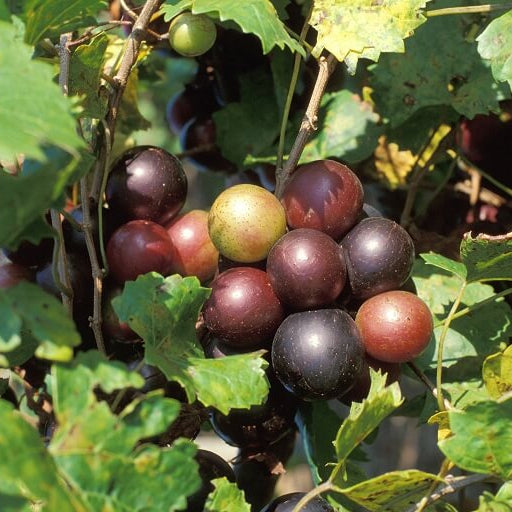 Mix Muscadine Grape Seeds - Fruit Plant