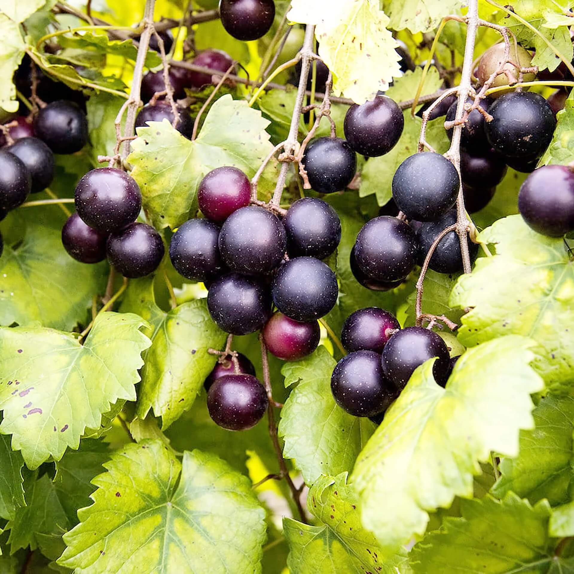 Mix Muscadine Grape Seeds - Fruit Plant