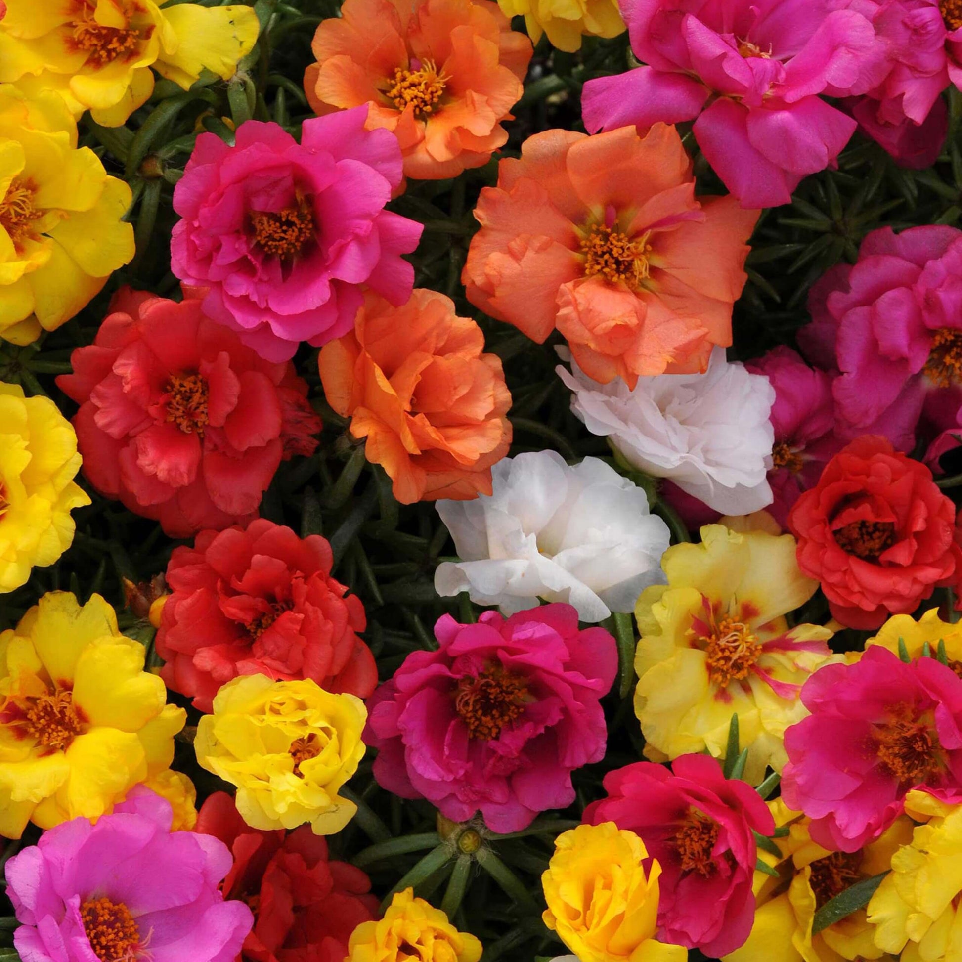 Mix Rock Rose Seeds - Flower Plant