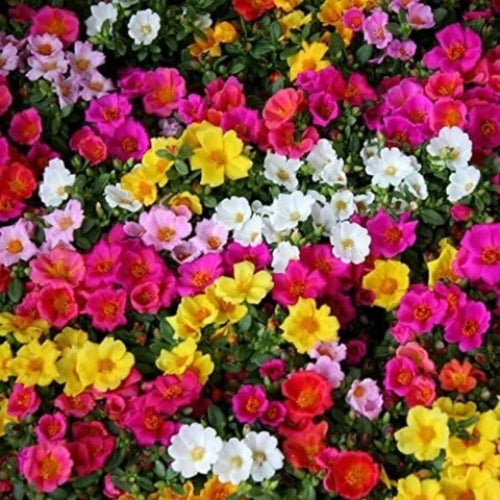 Mix Rock Rose Seeds - Flower Plant