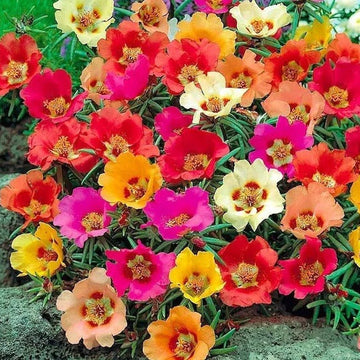 Mix Rock Rose Seeds - Flower Plant