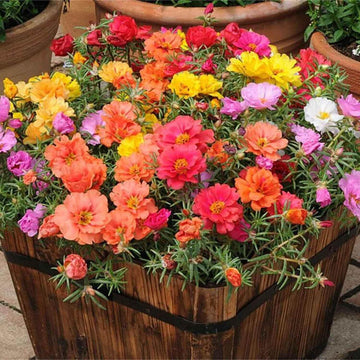 Mix Sunrose Seeds - Flower Plant