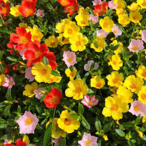 Mix Sunrose Seeds - Flower Plant