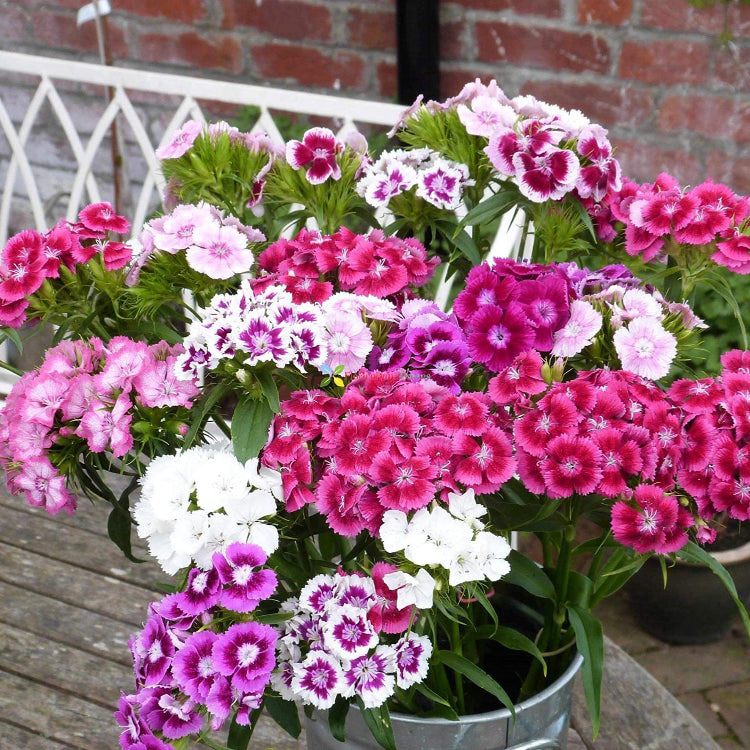 Mix Sweet William Dianthus Seeds - Flower Plant
