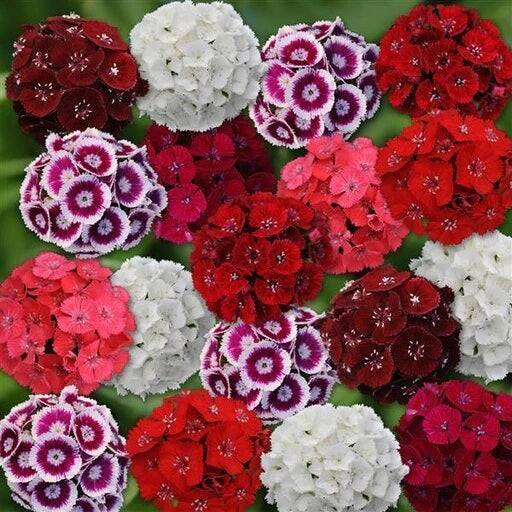 Mix Sweet William Dianthus Seeds - Flower Plant