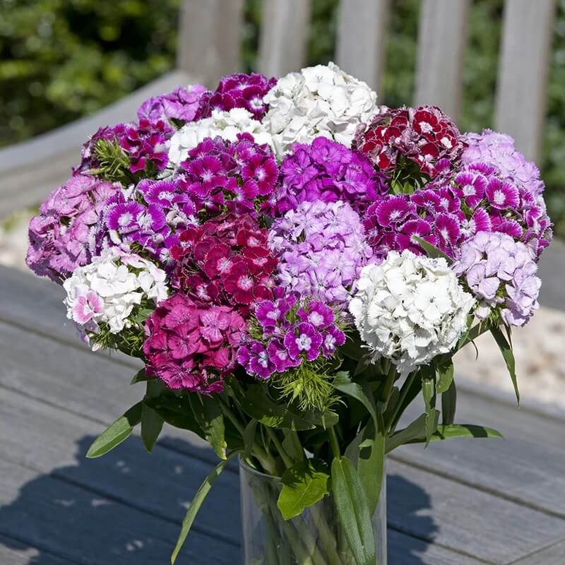 Mix Sweet William Dianthus Seeds - Flower Plant