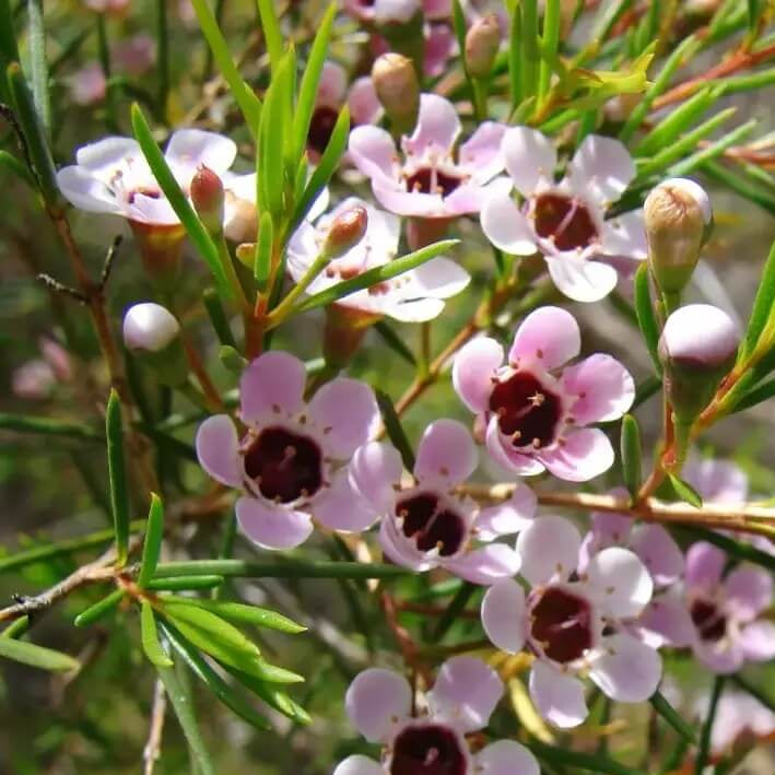 Mix Wax Flower Seeds - Flower Plant 