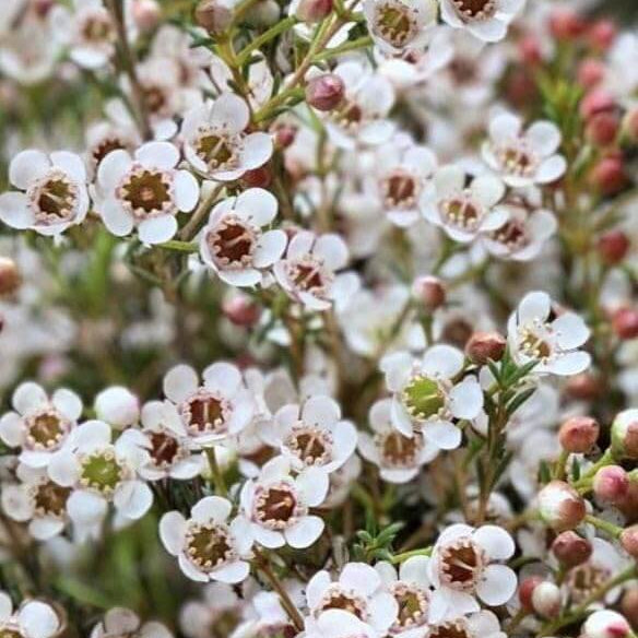 Mix Wax Flower Seeds - Flower Plant 