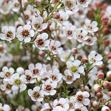 Mix Wax Flower Seeds - Flower Plant 