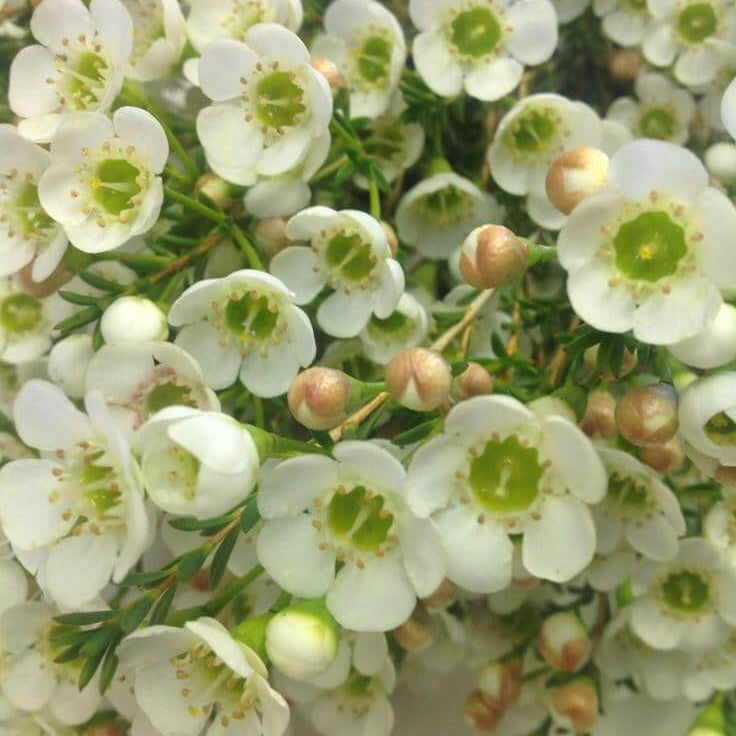 Mix Wax Flower Seeds - Flower Plant 