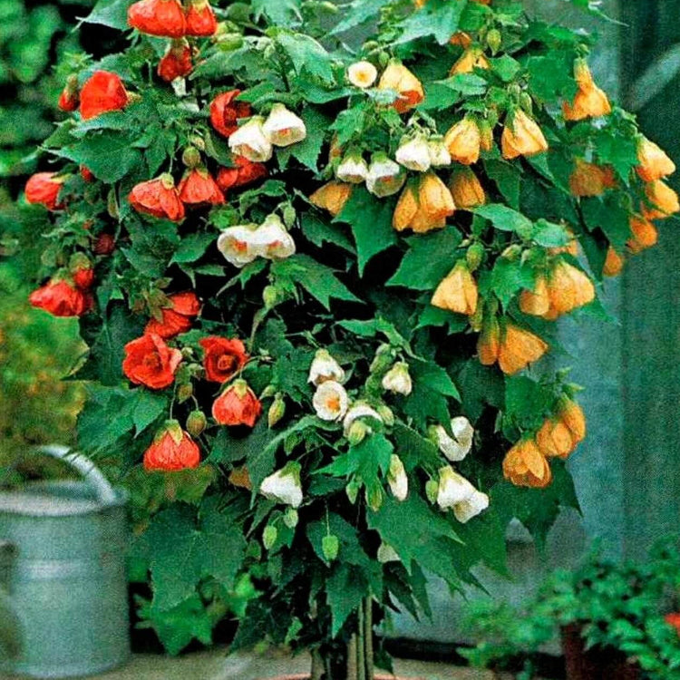 Mixed Abutilon Seeds
