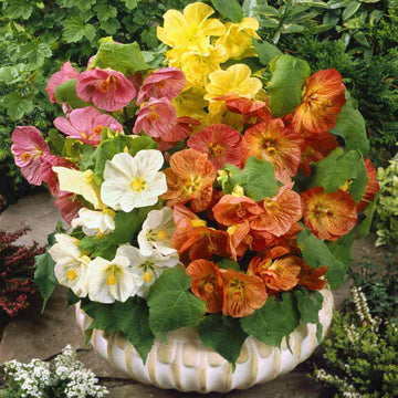 Mixed Abutilon Seeds
