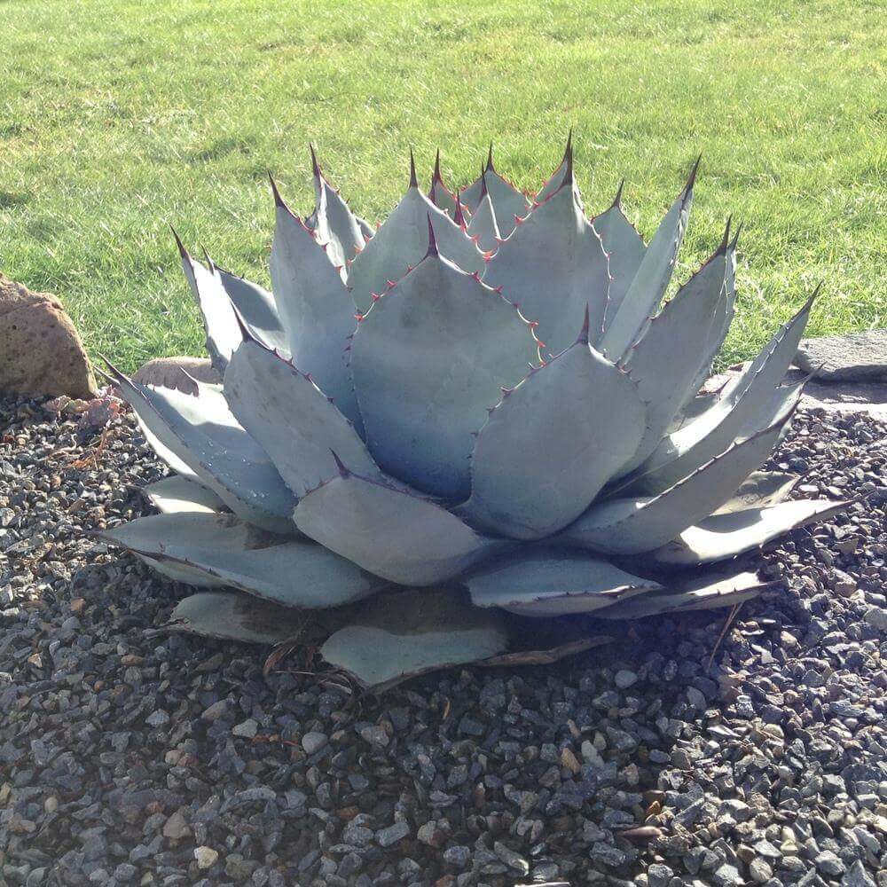 Mixed Agave Seeds 