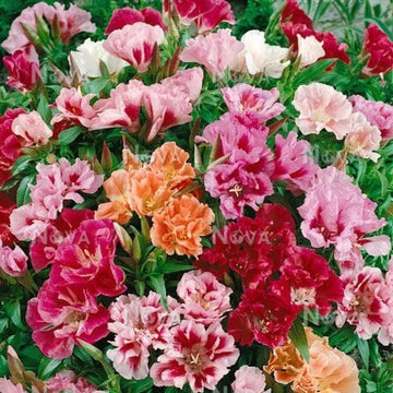 Mixed Azalea Seeds 