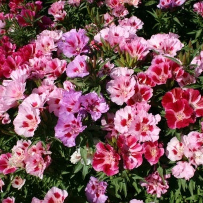 Mixed Azalea Seeds 