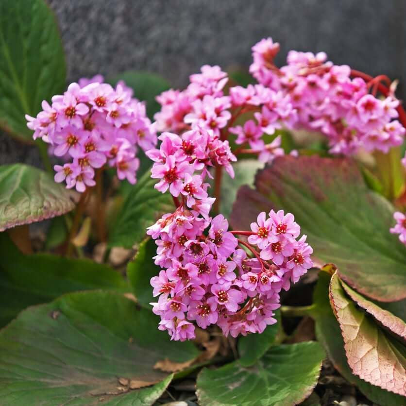 Mixed Bergenia Seeds - Flower Plant