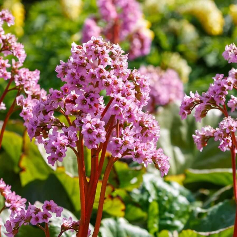 Mixed Bergenia Seeds - Flower Plant