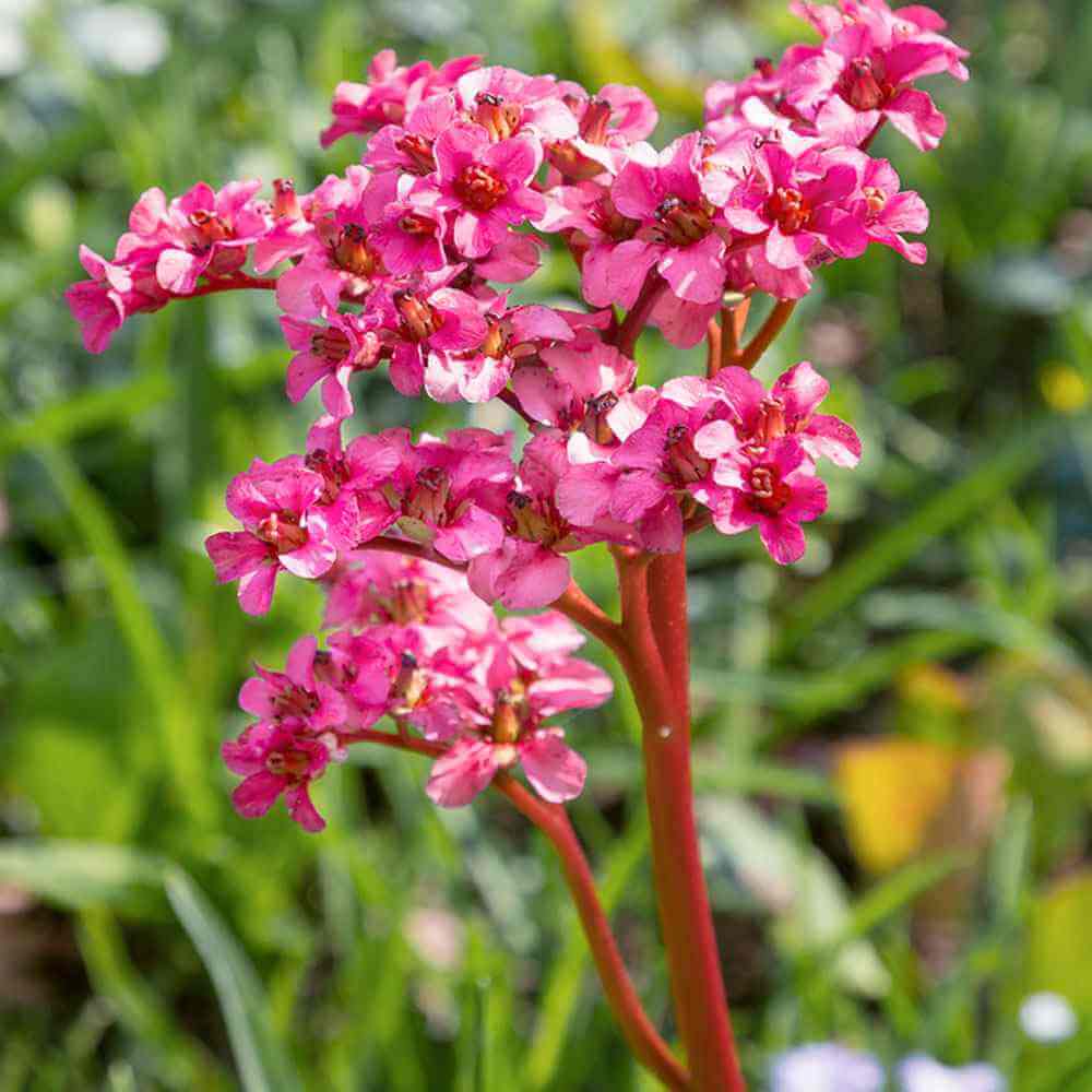 Mixed Bergenia Seeds - Flower Plant