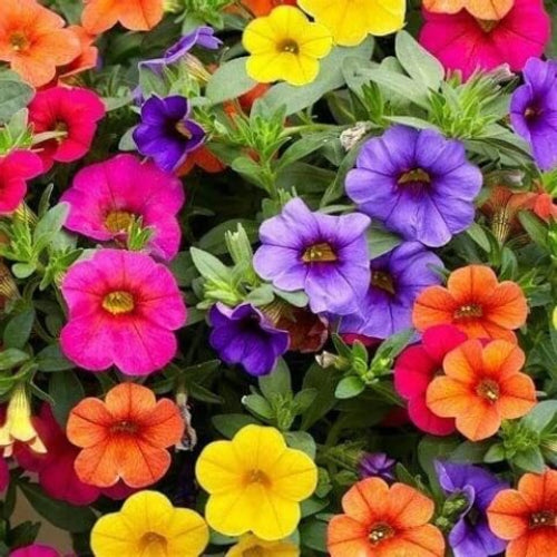 Mixed Calibrachoa Petunia Seeds - Flower Plant