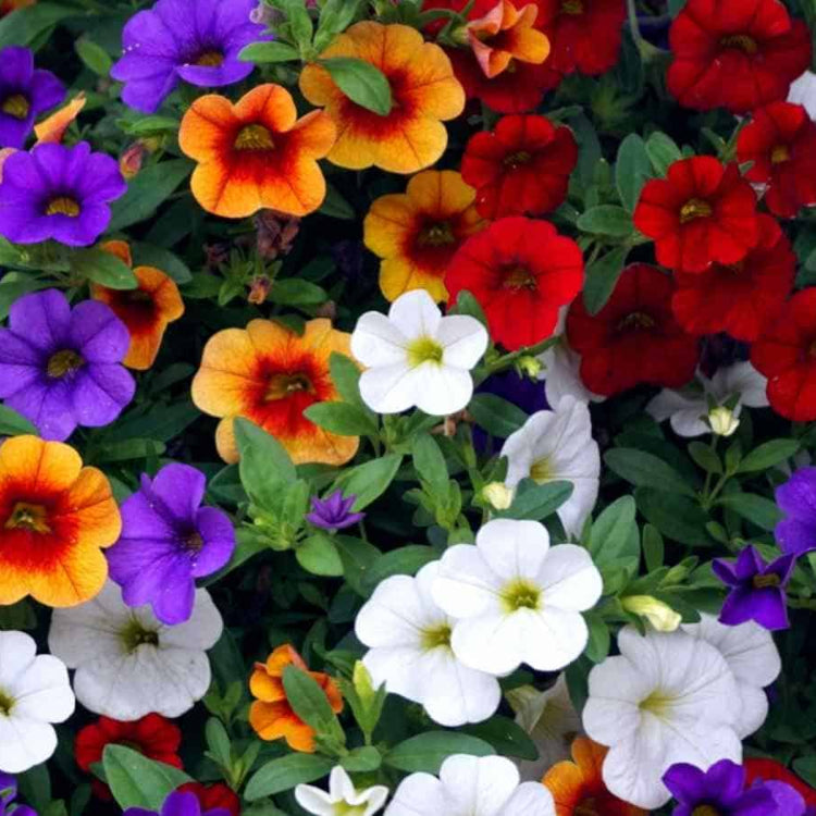 Mixed Calibrachoa Seeds 