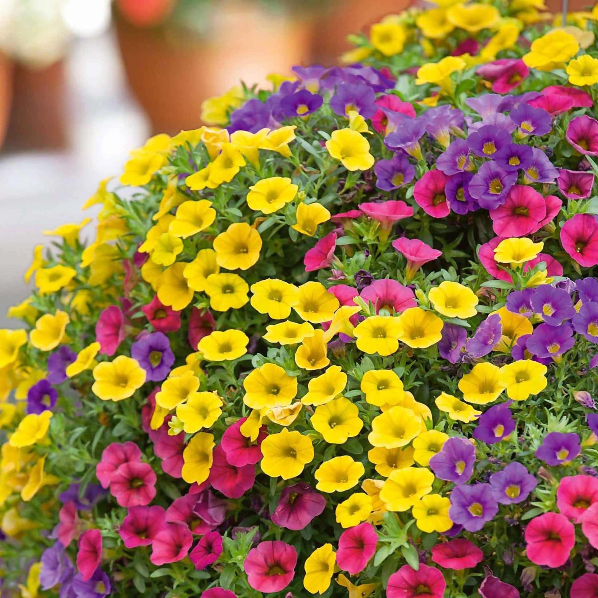 Mixed Calibrachoa Seeds 