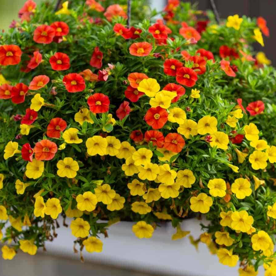 Mixed Calibrachoa Seeds 