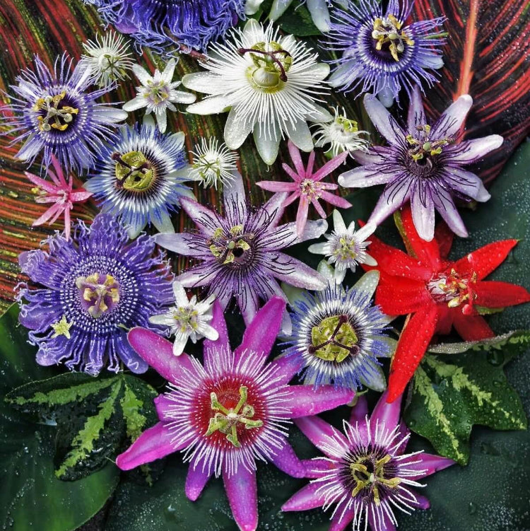 Mixed Color Passion Seeds - Flower Plant