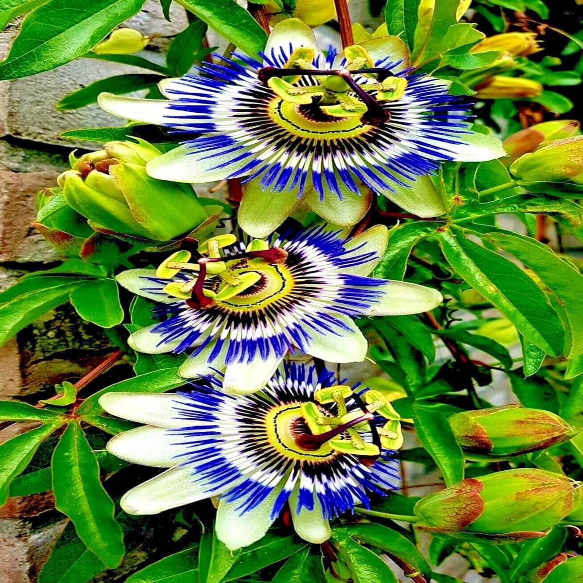 Mixed Color Passion Seeds - Flower Plant