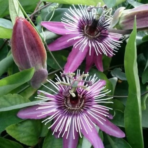 Mixed Color Passion Seeds - Flower Plant