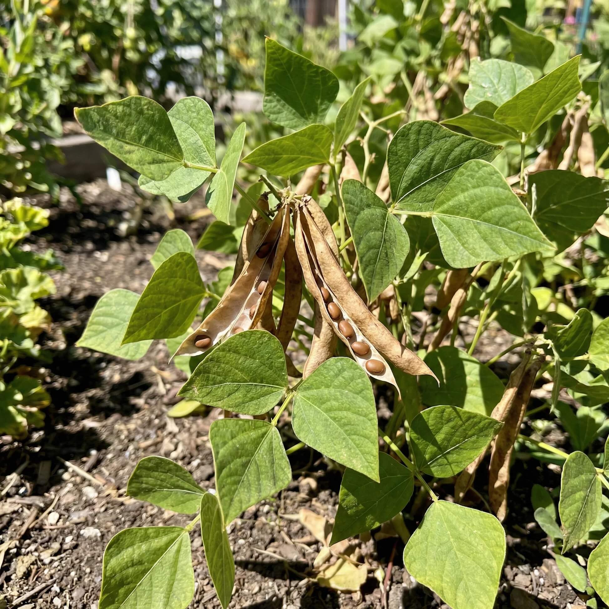 Mixed Color Tepary Beans seeds