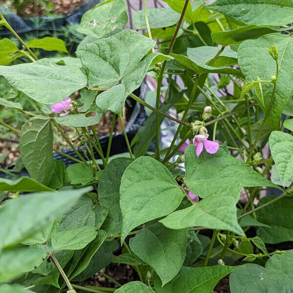Mixed Color Tepary Beans seeds