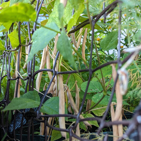 Mixed Color Tepary Beans seeds