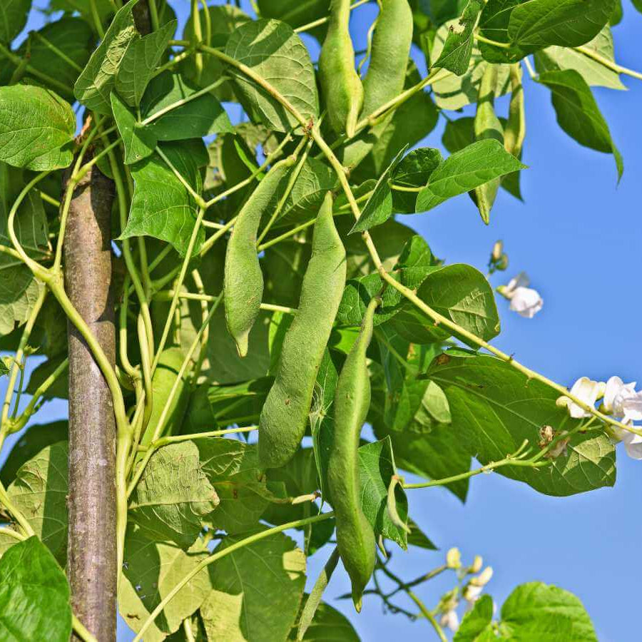 Mixed Color Tepary Beans seeds