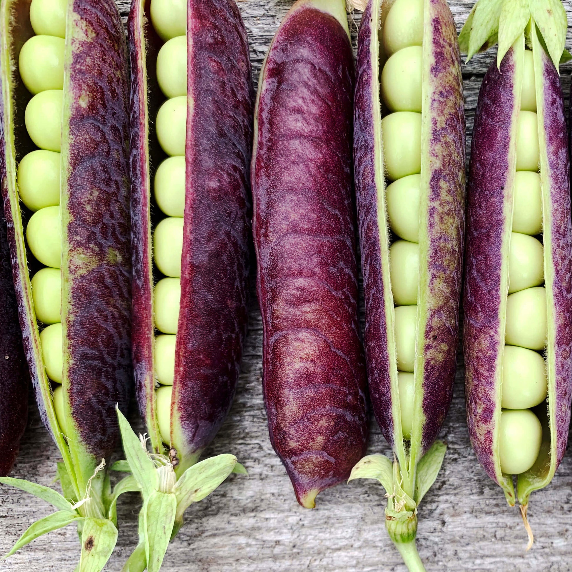 Mixed Color Tepary Beans seeds