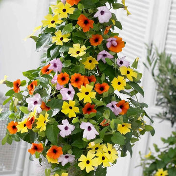 Mixed Color Thunbergia Seeds