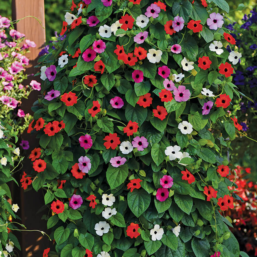 Mixed Color Thunbergia Seeds