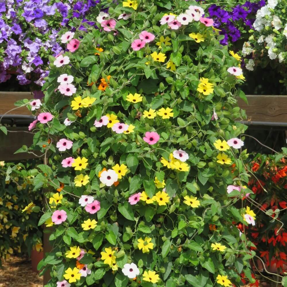 Mixed Color Thunbergia Seeds