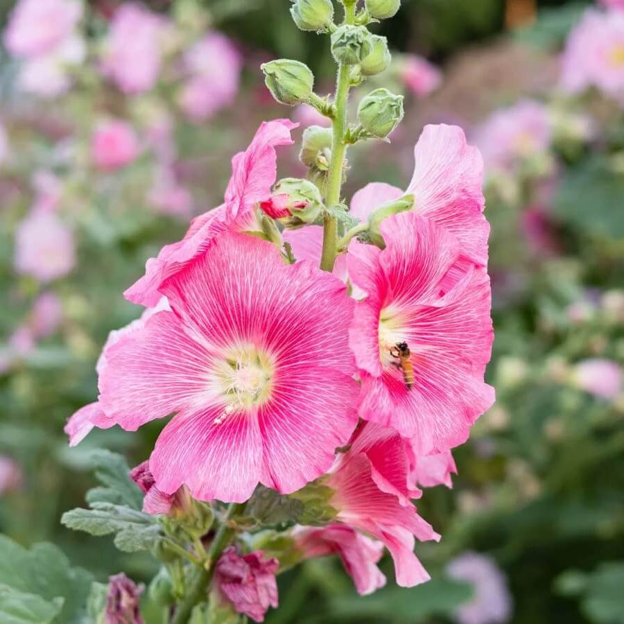 Mixed Colors Hollyhock Country Romance Seeds - Flower Plant